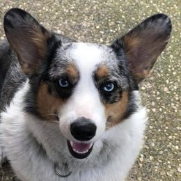 American Corgis and Pembroke Welsh Corgis from Corgis of the Heart