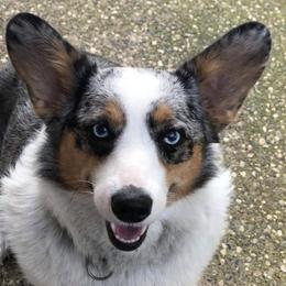American Corgis and Pembroke Welsh Corgis from Corgis of the Heart