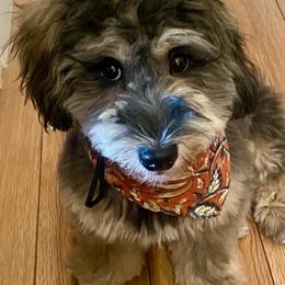 Bernedoodle, Cavapoo, Havanese, and Havapoo Puppies from Lady Paws Puppies - Cassie