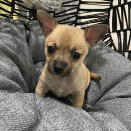Chihuahua Puppies from Tulum Chihuahuas