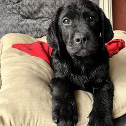 Boy 2 - Black Labrador Retriever puppy in The Hammocks, Florida from Chambray Labradors