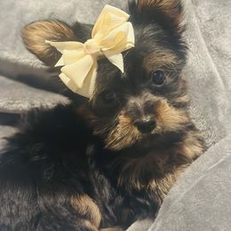 Girl 1 - Black and tan female Yorkshire Terrier puppy in Bakersfield, California from Yorkie To My Heart