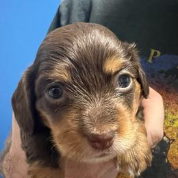 Girl 2 - Chocolate and tan female Dachshund puppy in Wichita, Kansas from Wild West Wiener Lovers