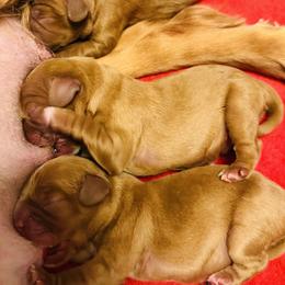Cavalier King Charles Spaniel puppies from McKenna Cavaliers in Southern California