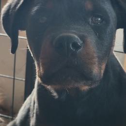 Green boy - Black and mahogany male Rottweiler puppy in Custer County, Oklahoma from Rough Creek Kennels