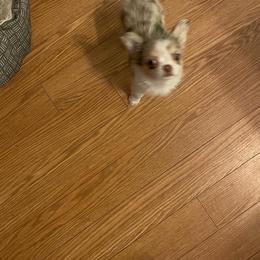 Chihuahua Puppies from Chilove Chihuahuas