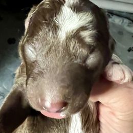Boy 3 - Brown merle male Mudi puppy in Raeford, North Carolina from Wodan Kennels