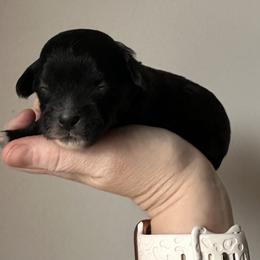 Green Male - Black male Shihpoo puppy in Asheboro, North Carolina from Southern Bred Pups