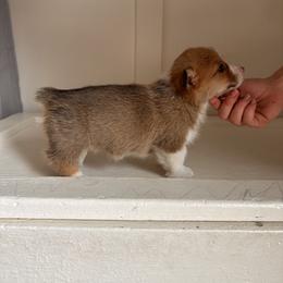 Pembroke Welsh Corgi Puppies from Hansen Corgis