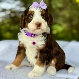 Purple - Tri-color female Bernedoodle puppy in Hesperia, Michigan from Red Acres Poodles & Doodles