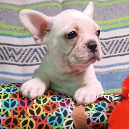 Pearl - Cream female French Bulldog puppy in Elberta, Alabama from Old Orchard Farm