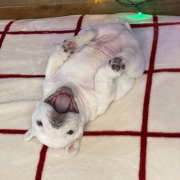 French Bulldog Puppies from 1011 French Bulldogs