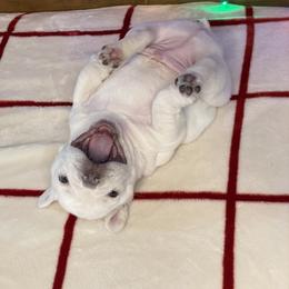 French Bulldog Puppies from 1011 French Bulldogs