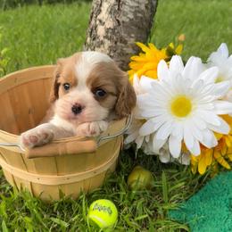 Blenheim Boy 1 - Blenheim male Cavalier King Charles Spaniel puppy in Raymondville, Missouri from Puppy PlayPen