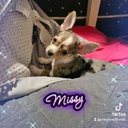 Missy - Merle female Chihuahua puppy in Meridian, Oklahoma from Crazy Love Kennels