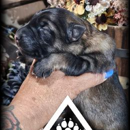 Sarge - Sable male German Shepherd puppy in Sequim, Washington from German Shepherd Haus