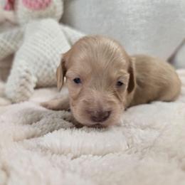 April - Red female Dachshund puppy in Nine Mile Falls, Washington from River Run Doxies