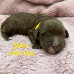 Slinky - Chocolate male Australian Labradoodle puppy in Rhode Island from Highland Beach Labradoodles
