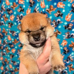 Tails - Red male Shiba Inu puppy in Marshall, Minnesota from Tobitatsu Shiba Inu