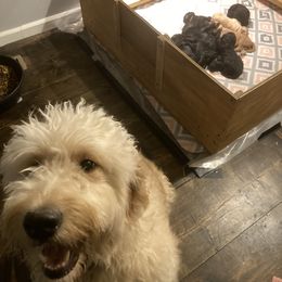 Goldendoodle Puppies from WNC Mountain Doodles