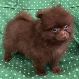 Chocolate Chip - Chocolate male Pomeranian puppy in Sulphur Springs, Texas from Johnny's Pets