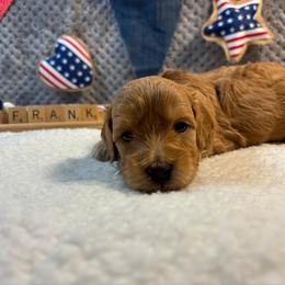 Frank - Apricot male Goldendoodle puppy in White Pigeon, Michigan from Delaryedoodles