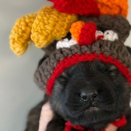 Donner (grey collar) - Sable male German Shepherd puppy in Canterbury, Connecticut from Nachtwaechter German Shepherds, LLC