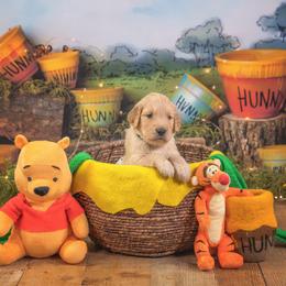 Mac - Golden male Golden Retriever puppy in Sierra Vista, Arizona from Golden Borealis