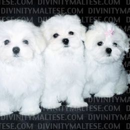 Maltese and Shih Tzu Puppies from Carisma Maltese