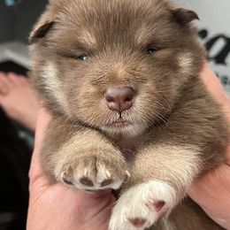 Brown - Brown female Finnish Lapphund puppy in Harwich, Massachusetts from Lighthouse Lapphunds and Leos by the Sea