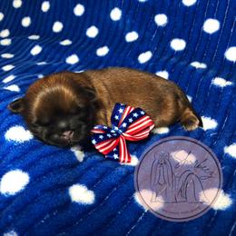 Shih Tzu Puppies from Shurbeez Shih Tzu