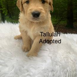 Tallulah - Light golden female Golden Retriever puppy in New Ringgold, Pennsylvania from Hawk Mountain Doodles