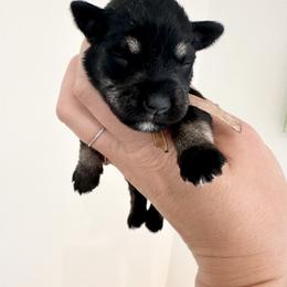 Light Pink Girl - Black and silver female Miniature Schnauzer puppy in Floyd, Virginia from Little River Puppies
