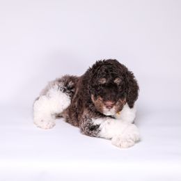 Assorted Doodle Crosses, Bernedoodle, Goldendoodle, and Sheepadoodle Puppies from Happy Top Doodles