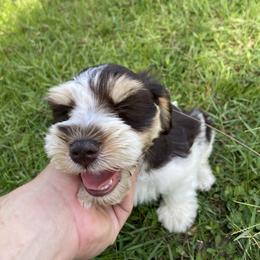Oliver (liver-parti w red) AKC - Liver male Miniature Schnauzer puppy in Kountze, Texas from Arsement Farms