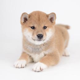 Girl 1 - Red female Shiba Inu puppy in Neosho, Missouri from Sunny Terrace Shibas