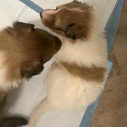 Philip - White male Collie puppy in Abilene, Texas from Regal Lassie's