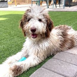 Jade - Bernedoodle