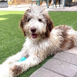 Jade - Bernedoodle