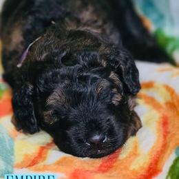 Empire - Black male Goldendoodle puppy in Beecher, Illinois from Erica’s Doodles