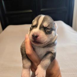 Girl 1 - Gray and white female Siberian Husky puppy in Canton, Georgia from Mayhemhuskies