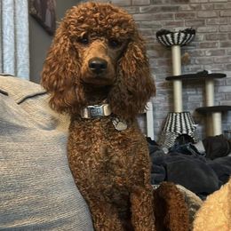Susie “Susan” - Poodle