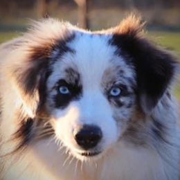 Spur - Toy Australian Shepherd