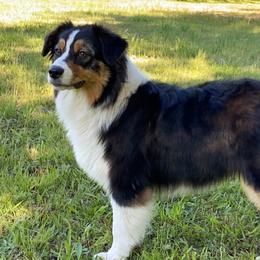 Scarlett - Australian Shepherd