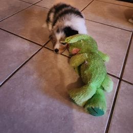 Shetland Sheepdog Puppies from Ambrozia Kennels