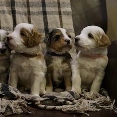 Bernedoodle and Golden Mountain Doodle Puppies from Pup Paw-fection