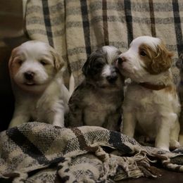 Bernedoodle and Golden Mountain Doodle Puppies from Pup Paw-fection