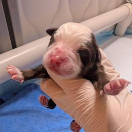 Strawberry - Red tri female Toy Australian Shepherd puppy in Lakeland, Florida from Under the Oak Aussies