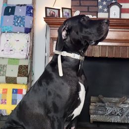 Rayne - Great Dane