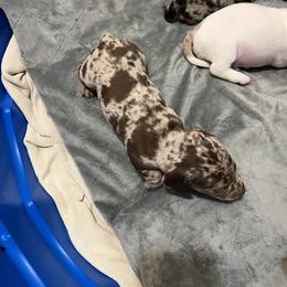 Dachshund Puppies from The Weenie Herd Mom